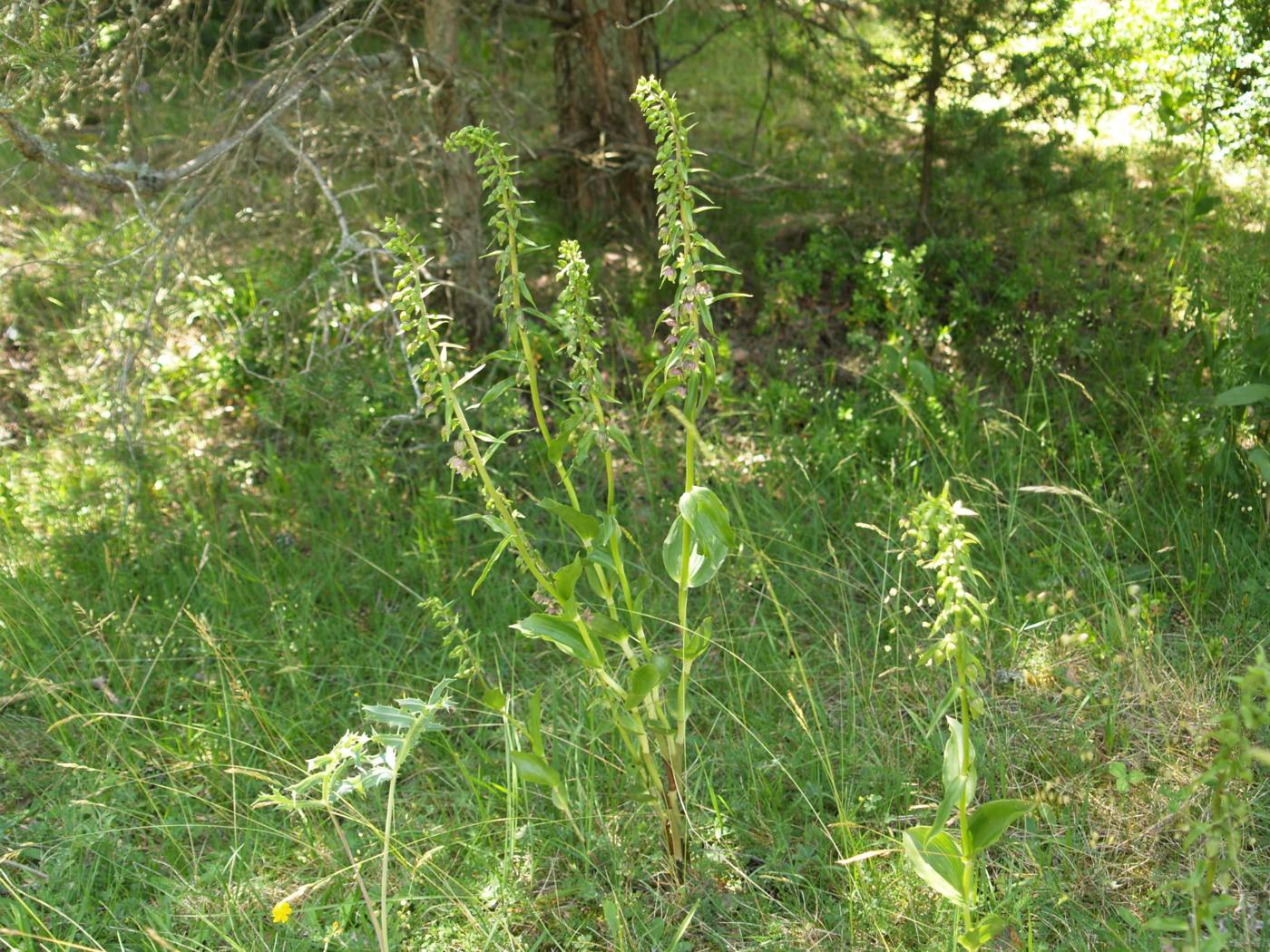 Helleborine, Outspread-leaved plant